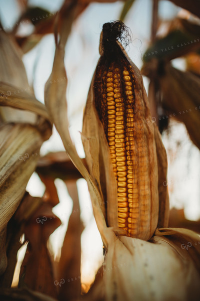 Shucked Dried Dented Ear of Corn 3419