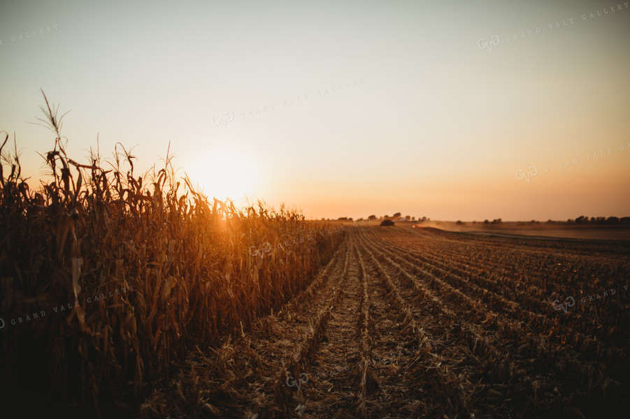 Partially Picked Corn Field at Sunset 3424