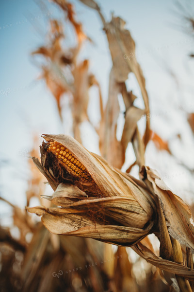 Dried Ear of Corn 3428