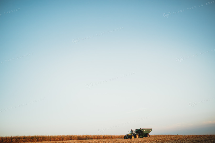 Auger Wagon Grain Cart in Corn Field 3430