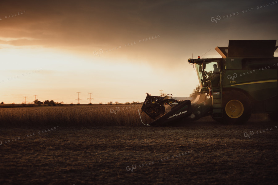 Combine Cutting Soybeans at Sunset 3443