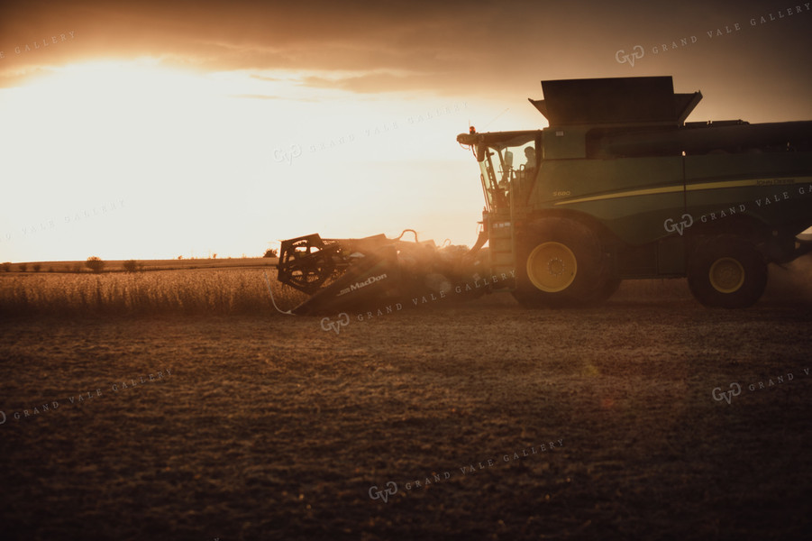 Combine Cutting Soybeans at Sunset 3444