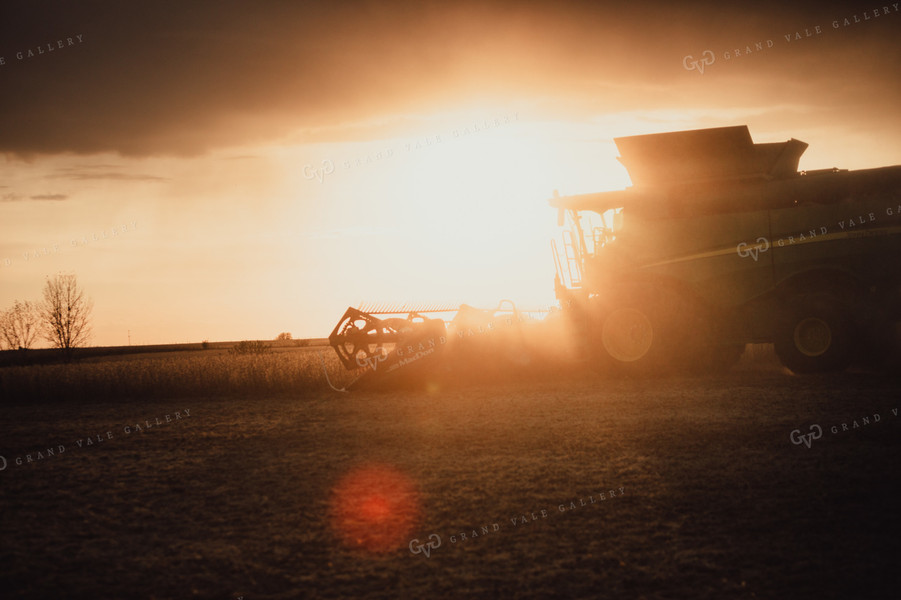 Combine Cutting Soybeans at Sunset 3445