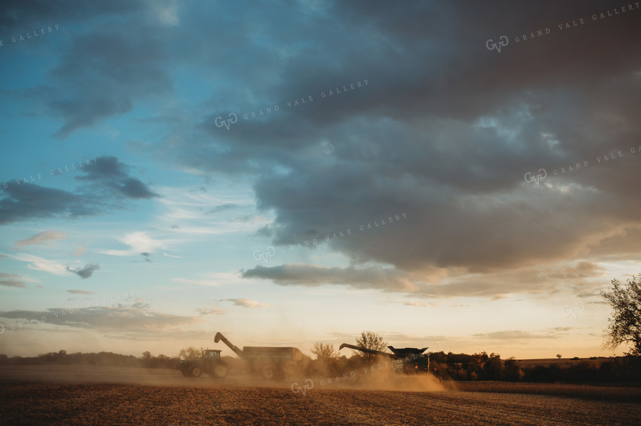 Combine Cutting Soybeans at Sunset 3463