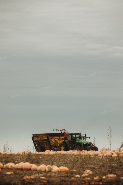 Food Pumpkin Harvest 3552