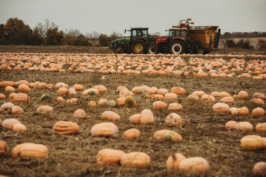 Food Pumpkin Harvest 3559