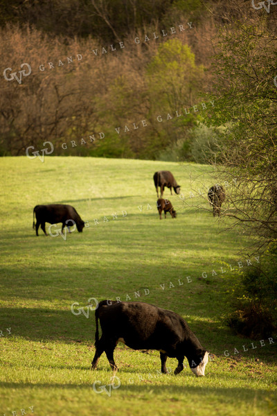 Calf - Charolais and Angus Cross 5