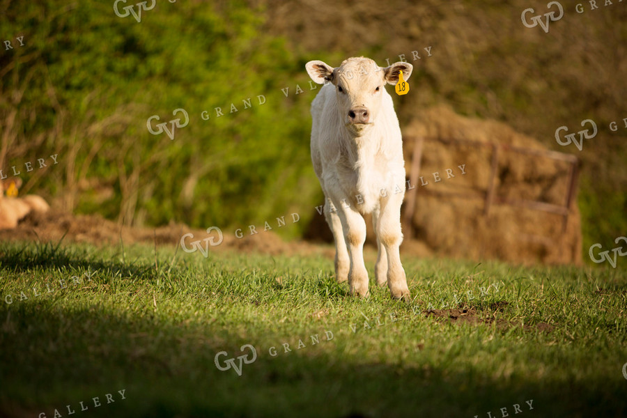 Calf - Charolais and Angus Cross 7