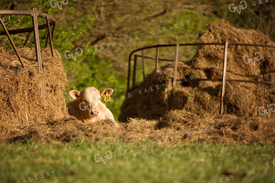 Calf - Charolais and Angus Cross 9