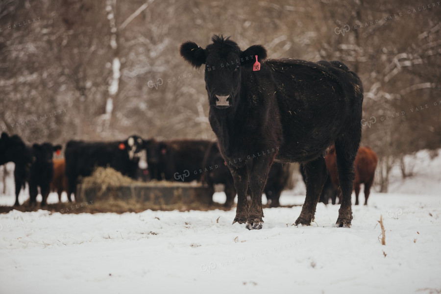 Angus Cow in Snowy Pasture 3735
