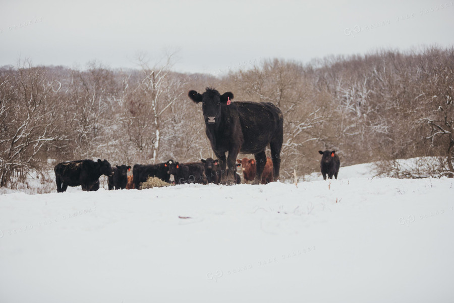 Angus Cattle in Snowy Pasture 3736