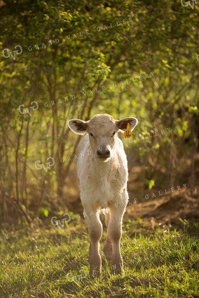 Calf - Charolais and Angus Cross 13