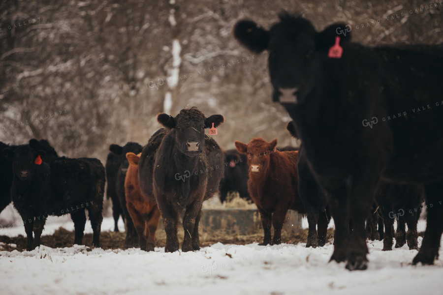 Angus Cattle in Snowy Pasture 3740