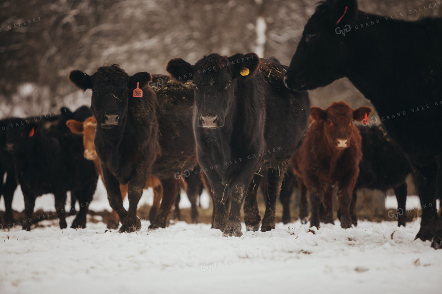 Angus Cattle in Snowy Pasture 3741