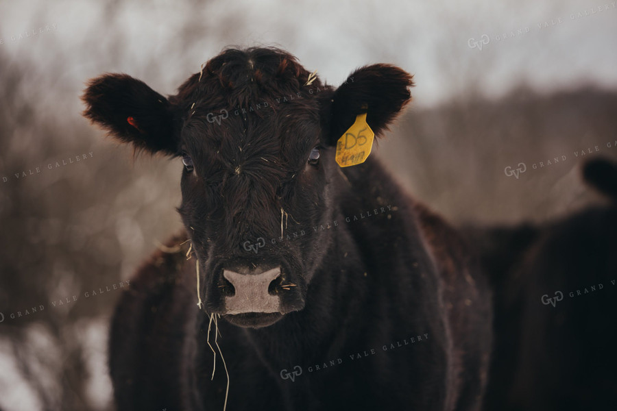 Angus Cattle in Snowy Pasture 3743