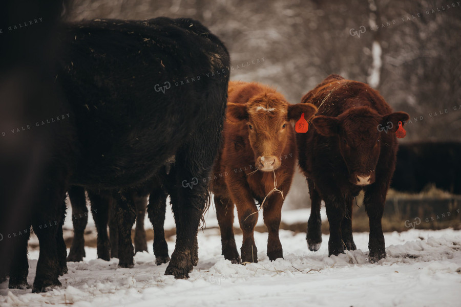 Angus Cattle in Snowy Pasture 3745