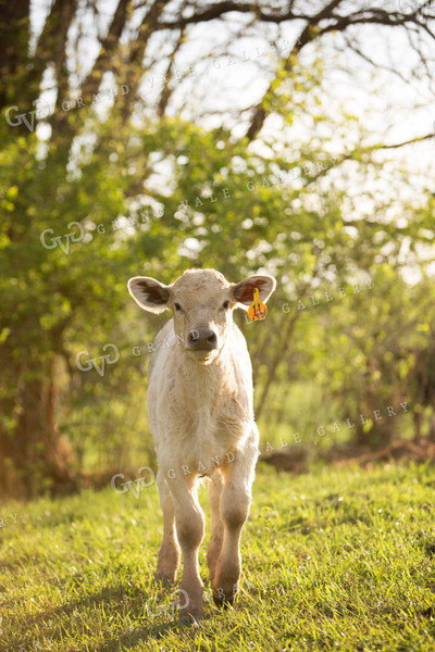 Calf - Charolais and Angus Cross 15