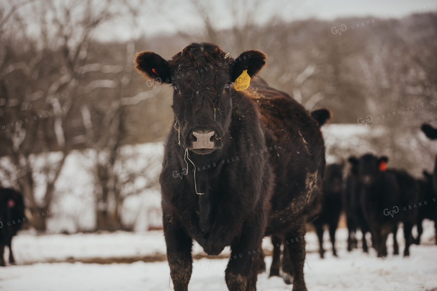 Angus Cattle in Snowy Pasture 3766