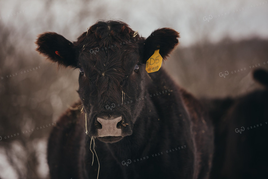 Angus Cattle in Snowy Pasture 3767