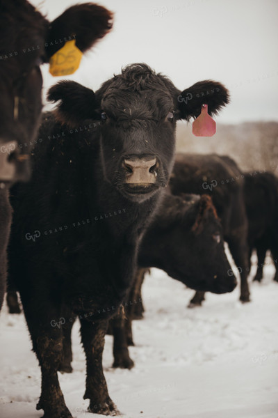 Angus Cattle in Snowy Pasture 3777