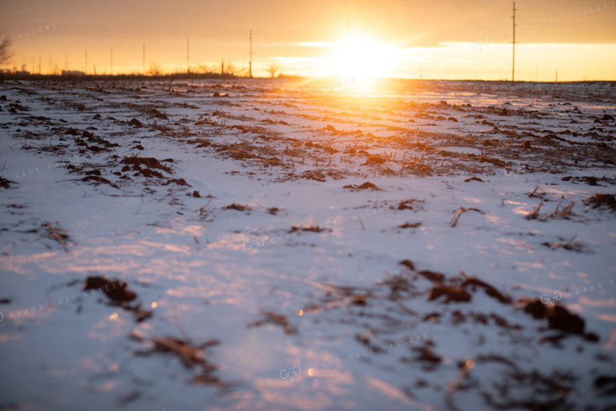 Snowy Harvested Soybean Field 3799