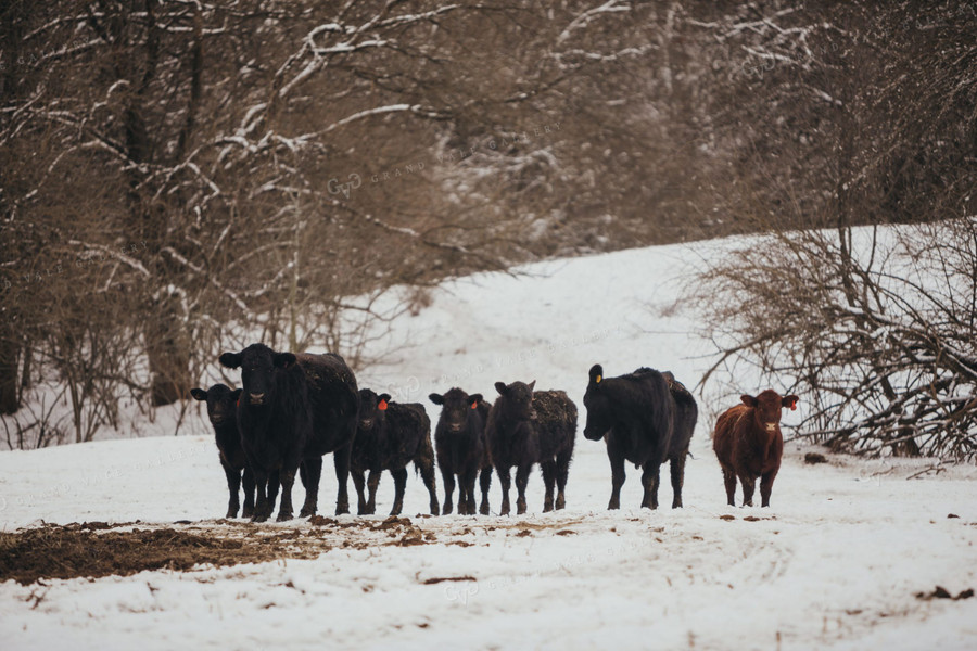 Angus Cows and Calves in Snowy Pasture 3787