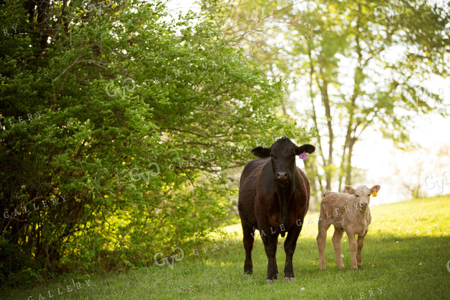 Calf - Charolais and Angus Cross 19