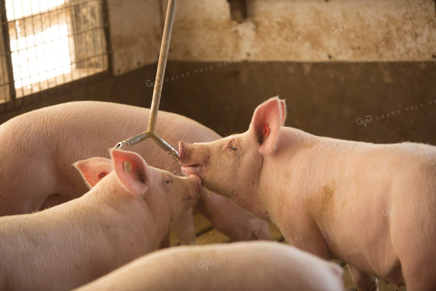 Pigs in Modern Barn Drinking Water 3857