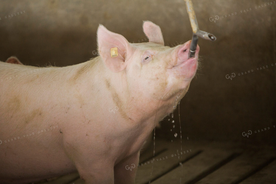 Pigs in Modern Barn Drinking Water 3871