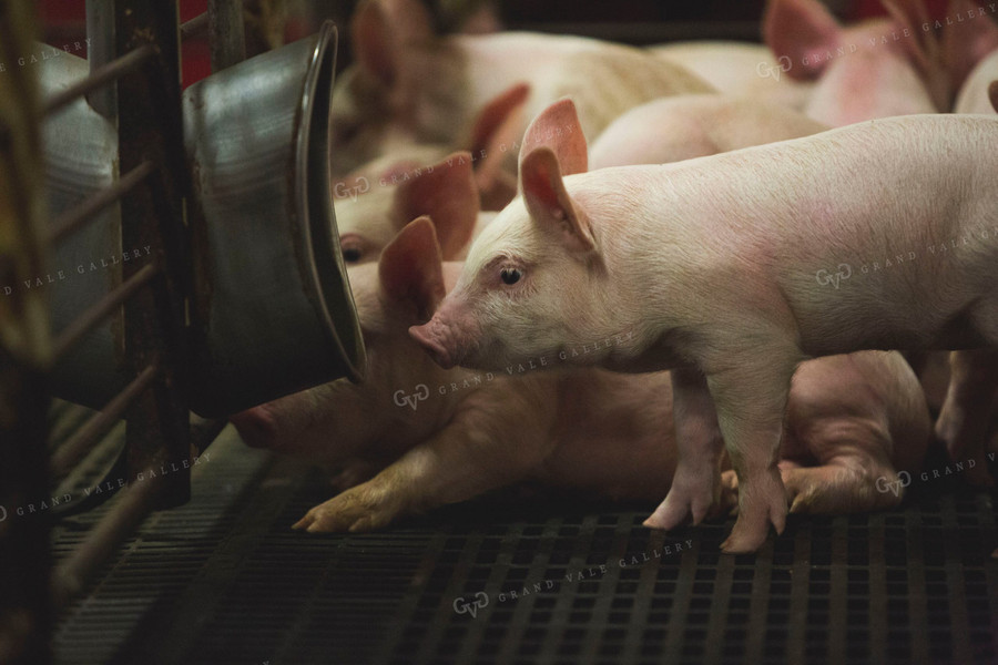 Piglets in Modern Barn with Waterer 3878