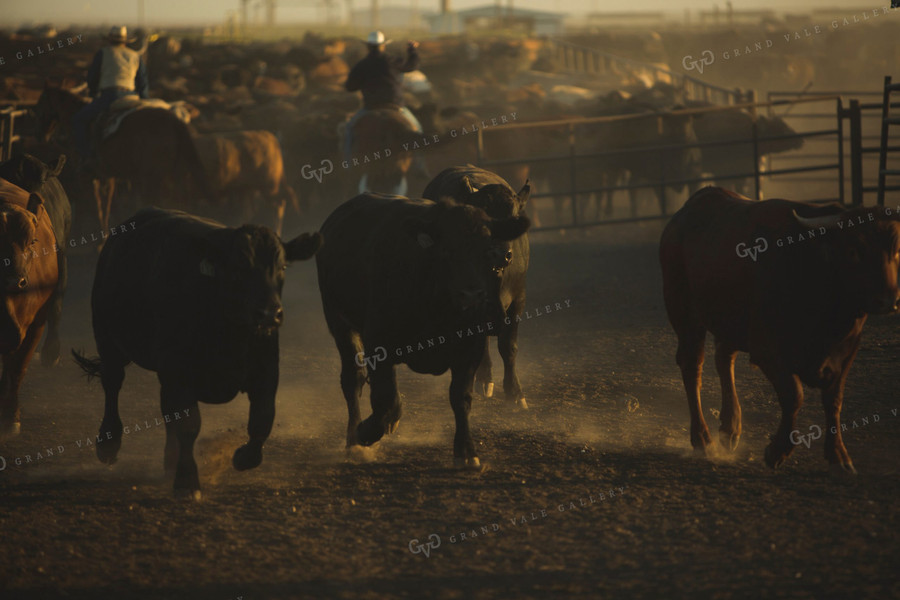 Sorting Feedyard Cattle 3812