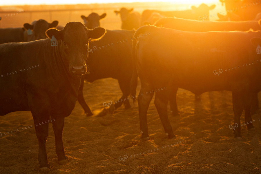 Feedyard Cattle at Sunrise 3823