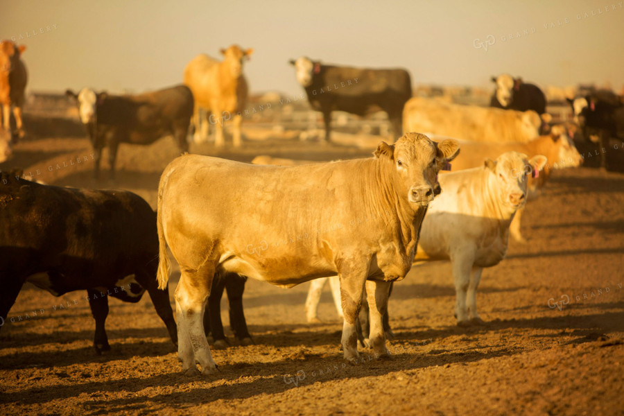 Feedyard Cattle at Sunrise 3837