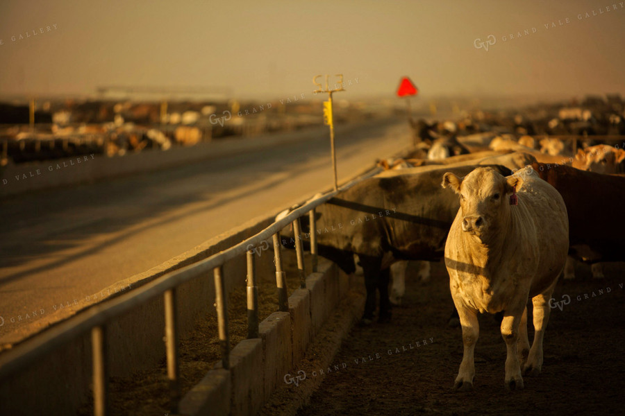 Feedyard Cattle at Sunrise 3841