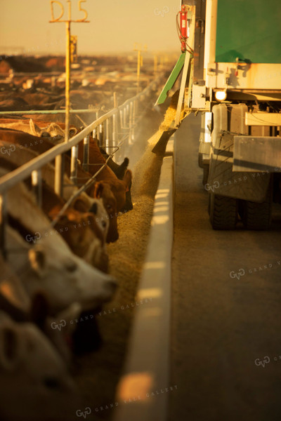 Feedyard Cattle Eating From Feed Bunk Feed Truck 3842