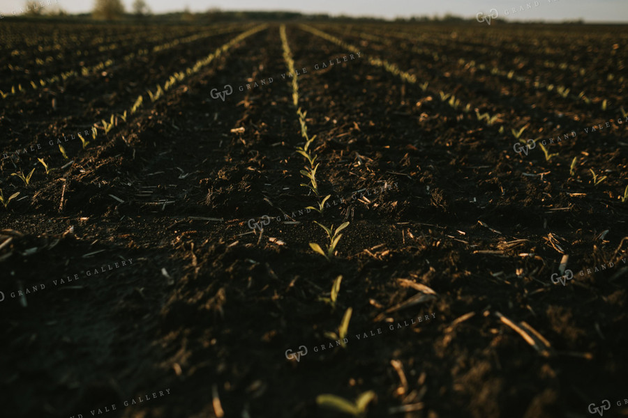 Stage V1 Corn in Dark, Wet Soil 4041