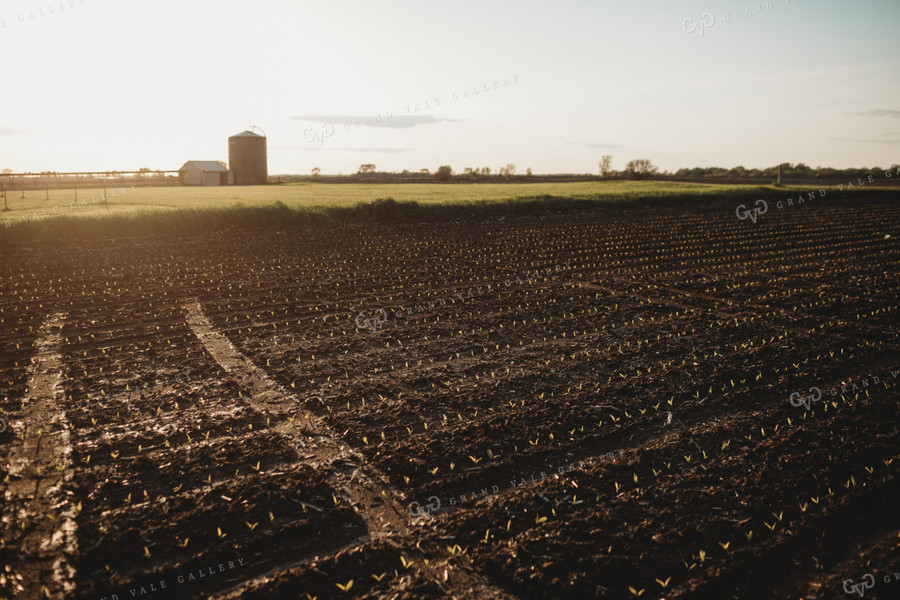 Stage V1 Corn in Dark, Wet Soil 4044