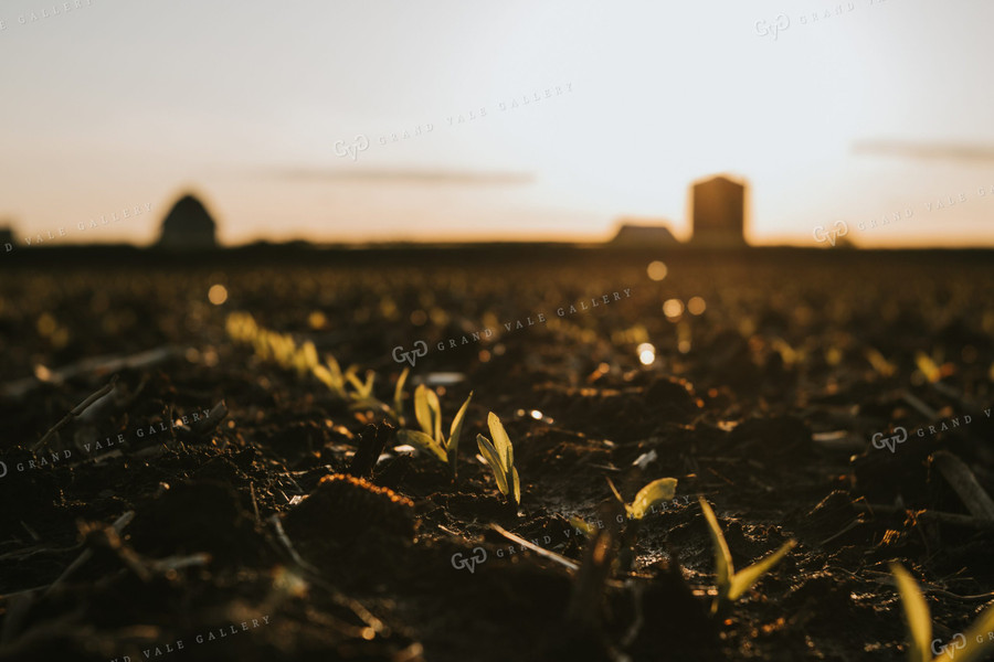 Stage V1 Corn in Dark, Wet Soil 4050