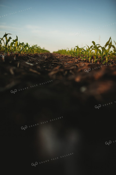 Rows of Early Stage Corn 4293