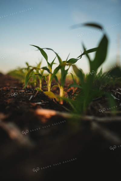 Rows of Early Stage Corn 4297