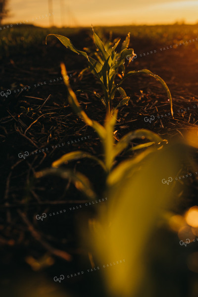 Early Stage Corn after Rain 4312