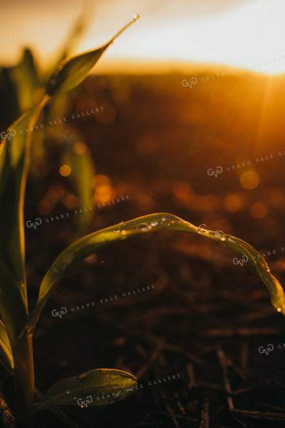 Early Stage Corn after Rain 4315