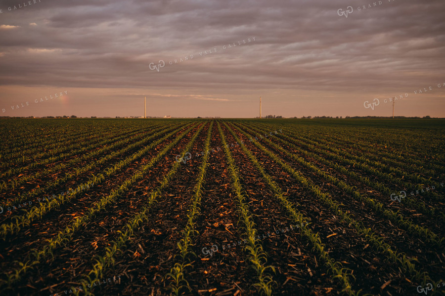 Rows of Early Stage Corn at Sunset 4321