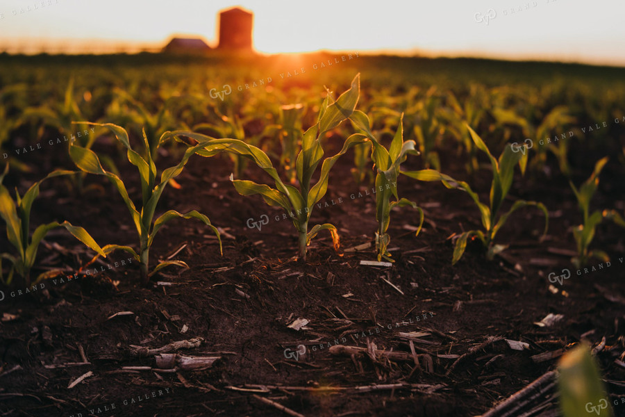 Early Stage Corn at Sunset 4327