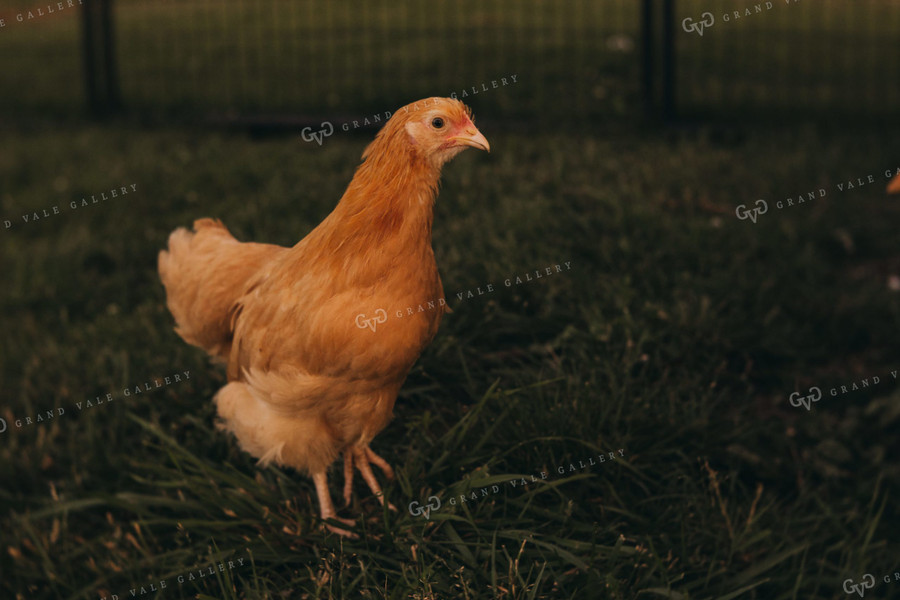 Adolescent Chickens 4335