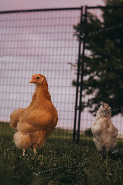 Adolescent Chickens 4337