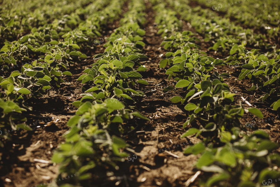 Rows of Green Soybeans 4350