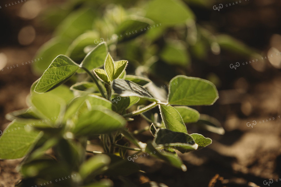 Soybean Trifoliate 4353