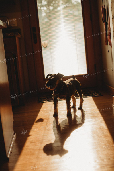 Farm Dog In Kitchen 4435