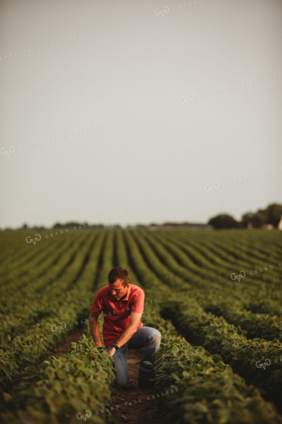 Farmer Checking Soybean Crop 4592